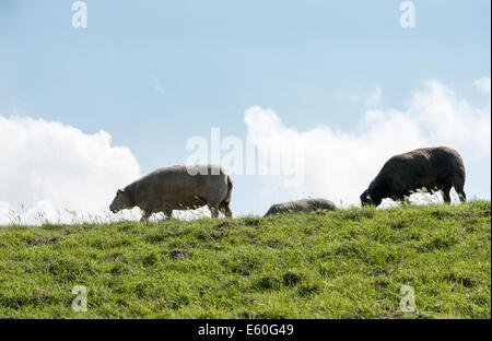 sheep walking on the dike in holland Stock Photo
