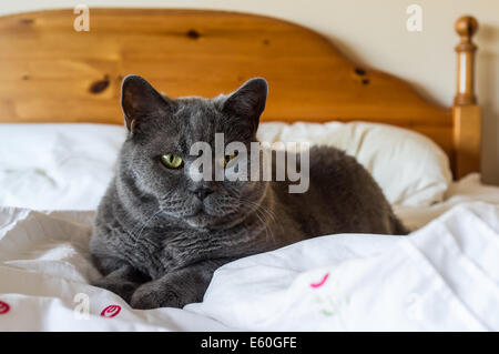 Devon, England. August 2014. A mature male British Blue cat lounges at on a bed. Stock Photo