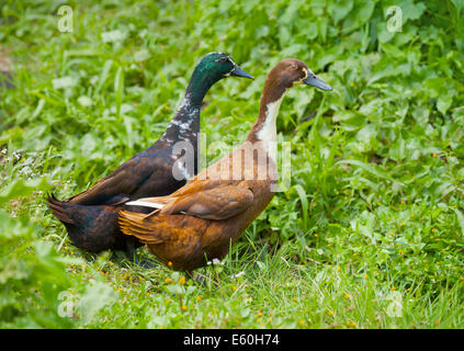 Two different genders ducks on meadow in grass Stock Photo
