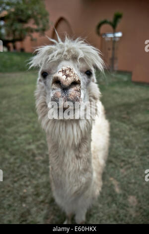 Funny animal face animal. Alpaca vicugna pacos. South America domesticated llama like animal Stock Photo