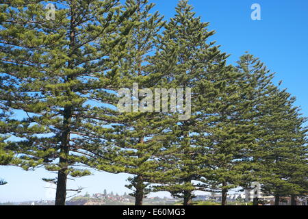 Araucaria heterophylla (synonym A. excelsa) is a distinctive conifer, vernacular name Norfolk Island Pine tree , sydney beach Stock Photo