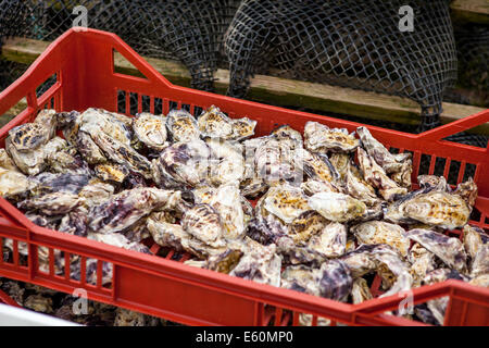 trays of oysters at an oyster farm Stock Photo