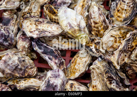 trays of oysters at an oyster farm Stock Photo