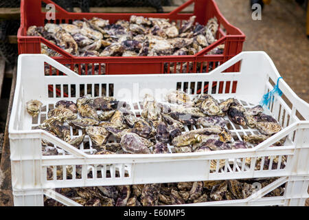 trays of oysters at an oyster farm Stock Photo