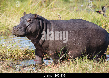 Flight of a Hippo Stock Photo - Alamy
