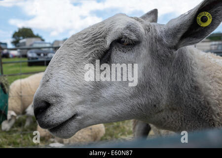 CLOSE-UP OF BLUEFACED LEICESTER SHEEP IN PEN AT COUNTRY AGRICULTURAL SHOW CHEPSTOW WALES UK iIDENTITY TAG IN YEAR Stock Photo