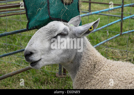 CLOSE-UP OF BLUEFACED LEICESTER SHEEP IN PEN AT COUNTRY AGRICULTURAL SHOW CHEPSTOW WALES UK Stock Photo