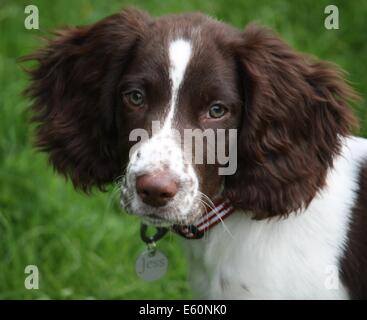 close up of a cute working type english springer spaniel pet gundog Stock Photo