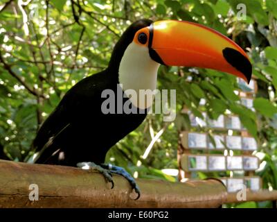 A Toco Toucan, in the Parque das Aves at Iguazu Falls, Brazil Stock Photo