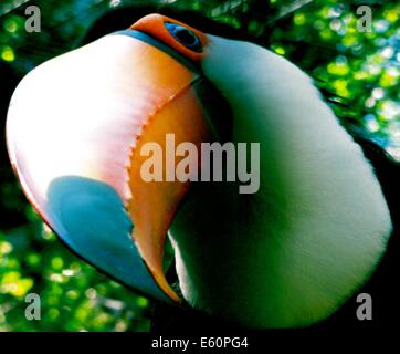 A Toco Toucan, in the Parque das Aves at Iguazu Falls, Brazil Stock Photo