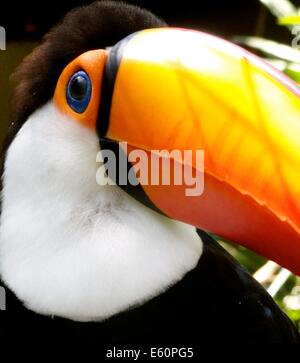 A Toco Toucan, in the Parque das Aves at Iguazu Falls, Brazil Stock Photo