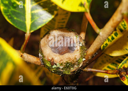 two baby Rufous-tailed hummingbird in the nest, 5 days old, Costa Rica Stock Photo
