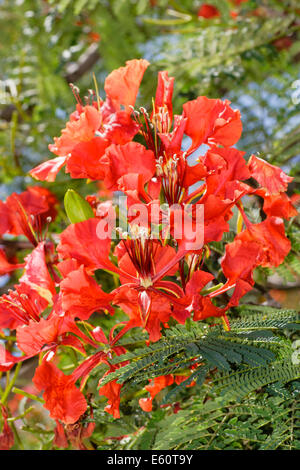 Close up of the flowers of the sub-tropical flame tree, Delonix regia Stock Photo
