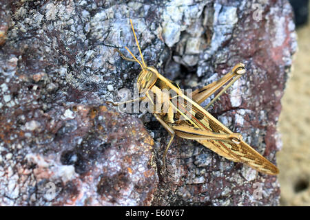 Insect On Grasshopper Perching On Stock Photo Insect On Grasshopper Perching On Stock Photo