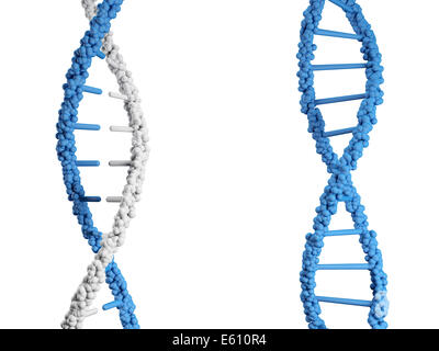 Merger of two strands of DNA with white background Stock Photo