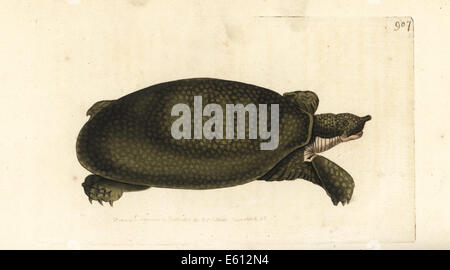 Nile softshell turtle, Trionyx triunguis. Stock Photo