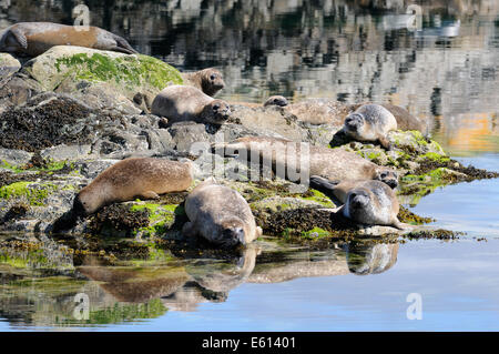 Common seals basking on rocks, Loch Alsh, Scotland