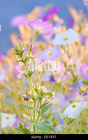 nicotiana alata flowers in garden Stock Photo