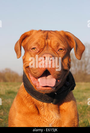 Dogue de Bordeaux or Bordeaux Mastiff, portrait Stock Photo