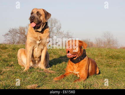 Dogue de Bordeaux or Bordeaux Mastiff and a Cane Corso Italiano on a meadow Stock Photo