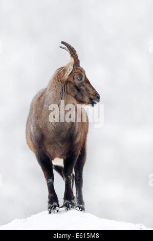 Alpine Ibex (Capra ibex), female in winter, Germany Stock Photo