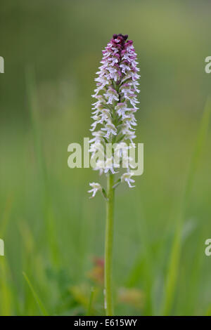 Burnt-tip Orchid (Orchis ustulata syn Neotinea ustulata), Baden-Württemberg, Germany Stock Photo