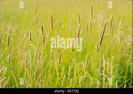 Phleum pratense, Timothy grass flowerheads in an agricultural meadow, Wales, UK Stock Photo