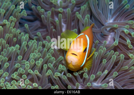 Maldive Anemonefish or Blackfinned Anemonefish (Amphiprion nigripes) in a Magnificent Sea Anemone (Heteractis magnifica) Stock Photo