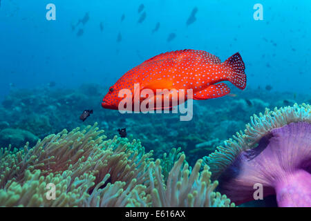 Coral Grouper (Cephalopholis miniata) on a coral reef, a large area covered with Magnificent Sea Anemones (Heteractis magnifica) Stock Photo