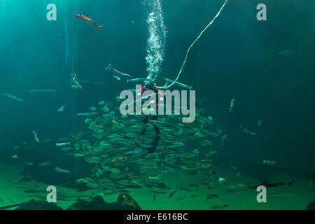 Diver and school of fish during feeding, Nordsøen Oceanarium, Hirtshals, North Jutland, Denmark