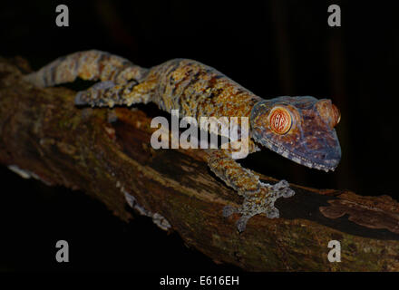 Giant Leaf-tailed Gecko (Uroplatus fimbriatus), Madagascar Stock Photo