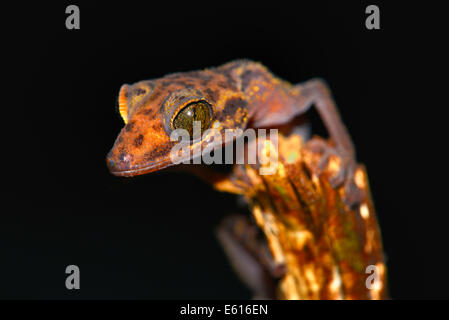 Graceful Madagascar Ground Gecko (Paroedura gracilis), Marojejy National Park, Madagascar Stock Photo