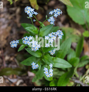 Forget-me-not (Myosotis), La Palma, Canary Islands, Spain Stock Photo