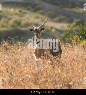 Goat (Capra) standing in tall grass, La Palma, Canary Islands, Spain Stock Photo