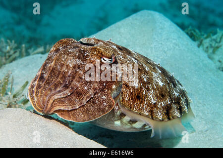 Broadclub cuttlefish (Sepia latimanus) on sand hills, Makadi Bay, Red Sea, Hurghada, Egypt Stock Photo