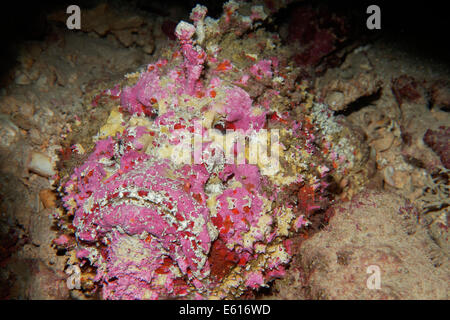Reef stonefish (Synanceia verrucosa), Makadi Bay, Red Sea, Hurghada, Egypt Stock Photo