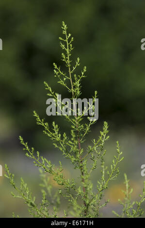 sweet wormland, artemisia annua Stock Photo