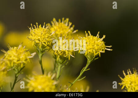 goldilocks aster, aster linosyris Stock Photo