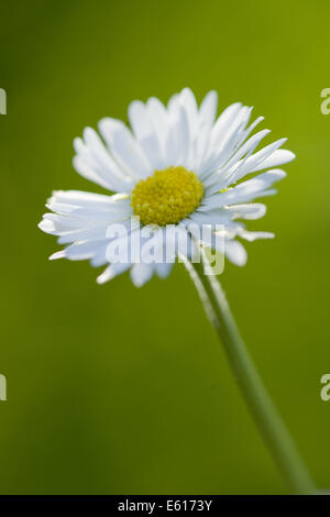 common daisy, bellis perennis Stock Photo