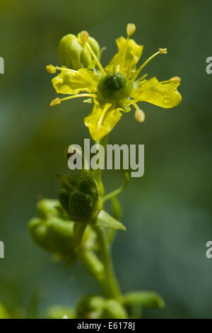 common rue, ruta graveolens Stock Photo