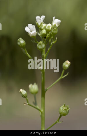 seaside brookweed, samolus valerandi Stock Photo