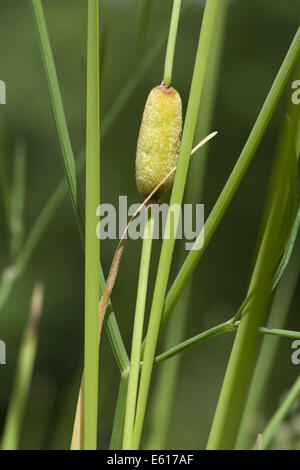 graceful cattail, typha laxmannii Stock Photo