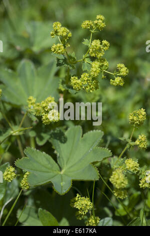 common lady's mantle, alchemilla vulgaris Stock Photo