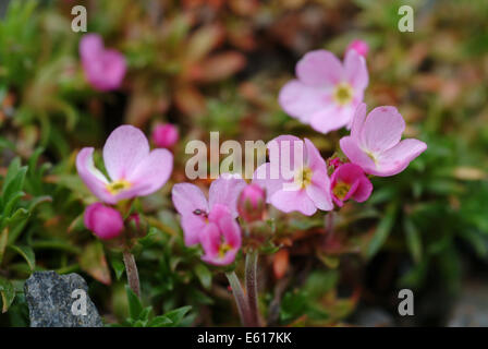 pink rock-jasmine, androsace carnea Stock Photo
