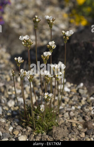rock-jasmine, androsace carnea ssp. brigantiaca Stock Photo