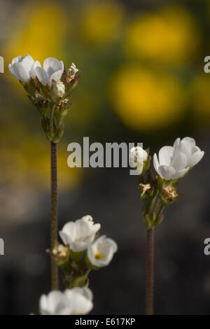 rock-jasmine, androsace carnea ssp. brigantiaca Stock Photo