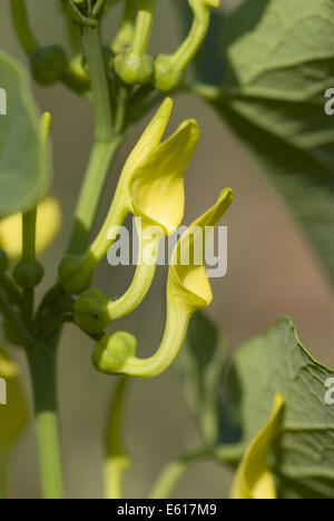 european birthwort, aristolochia clematitis Stock Photo