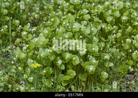 miner's lettuce, claytonia perfoliata Stock Photo