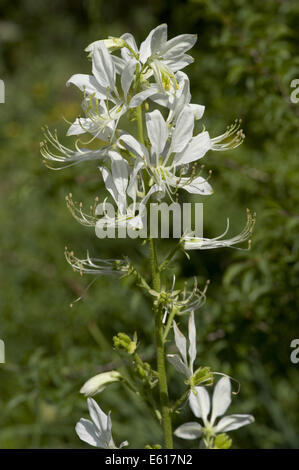 burning bush, dictamnus albus Stock Photo