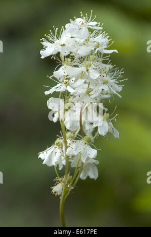 dropwort, filipendula vulgaris Stock Photo